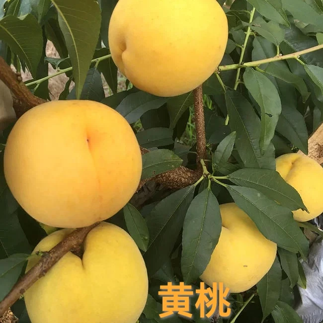 正宗黄桃西梅树苗黄桃西梅树苗果树苗黄桃西梅树苗南北方果树苗
