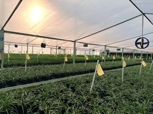 基哥兰花一物一拍