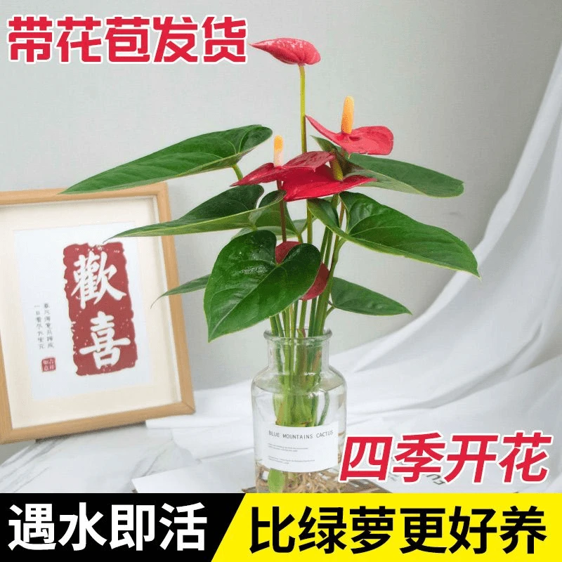 【带花】水培红掌四季开花易活室内水养客厅植物桌摆净化空气