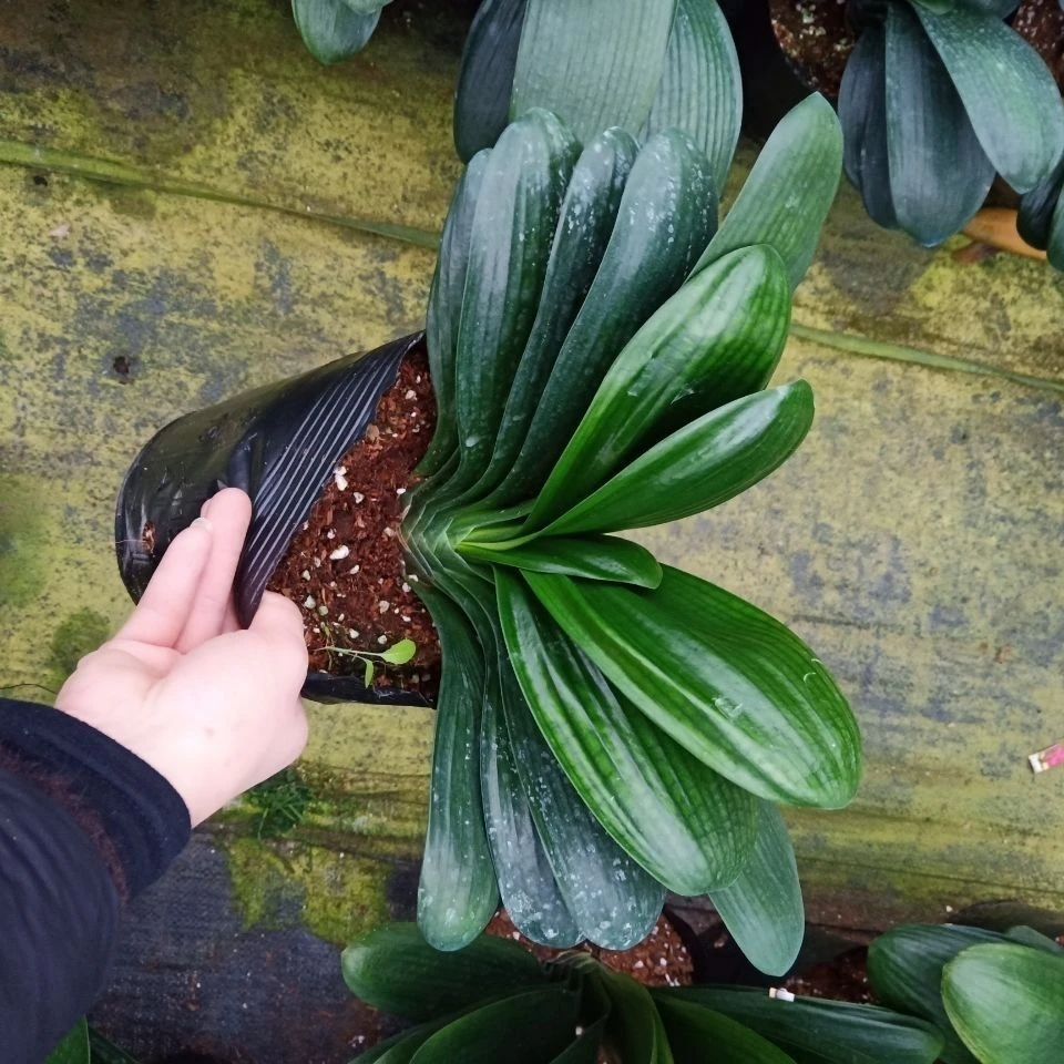 精品元宝小皱叶圆头和尚横兰君子兰9到10叶子11到12叶子原盆