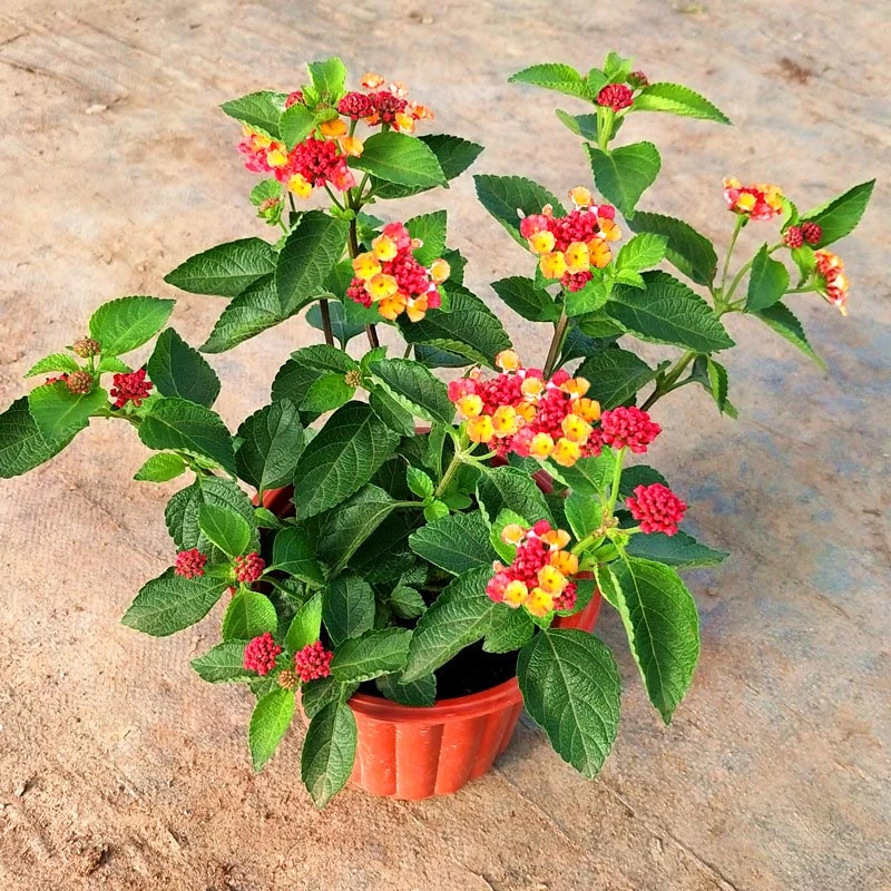 五色梅苗盆栽五色花四季开花植物阳台窗台庭院花卉花园马缨丹绿植