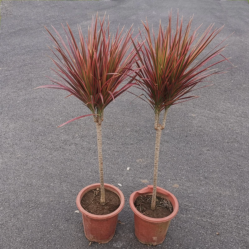 千年木七彩铁绿植盆栽花苗室内办公室客厅大型植物龙血树红竹盆栽