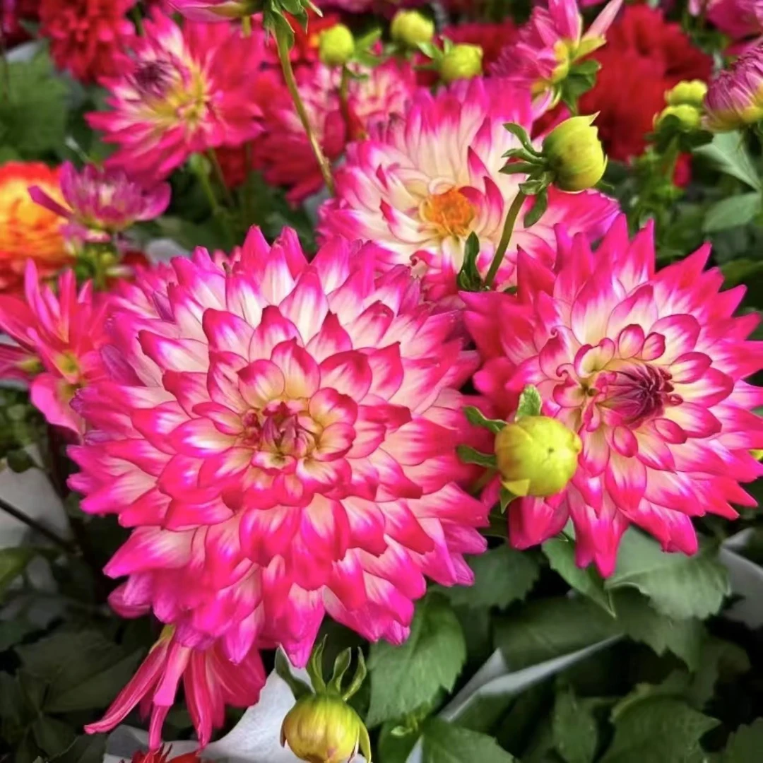 重瓣大丽花新品种多年生庭院阳台开花植物