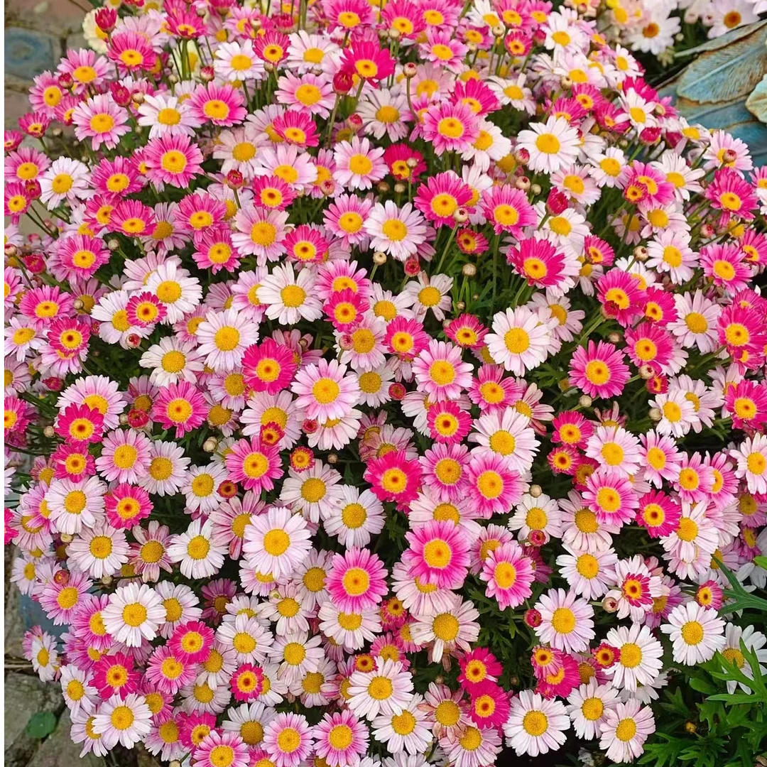 玛格丽特盆栽多季节开花庭院阳台地栽开花机器多年生新手好养爆盆