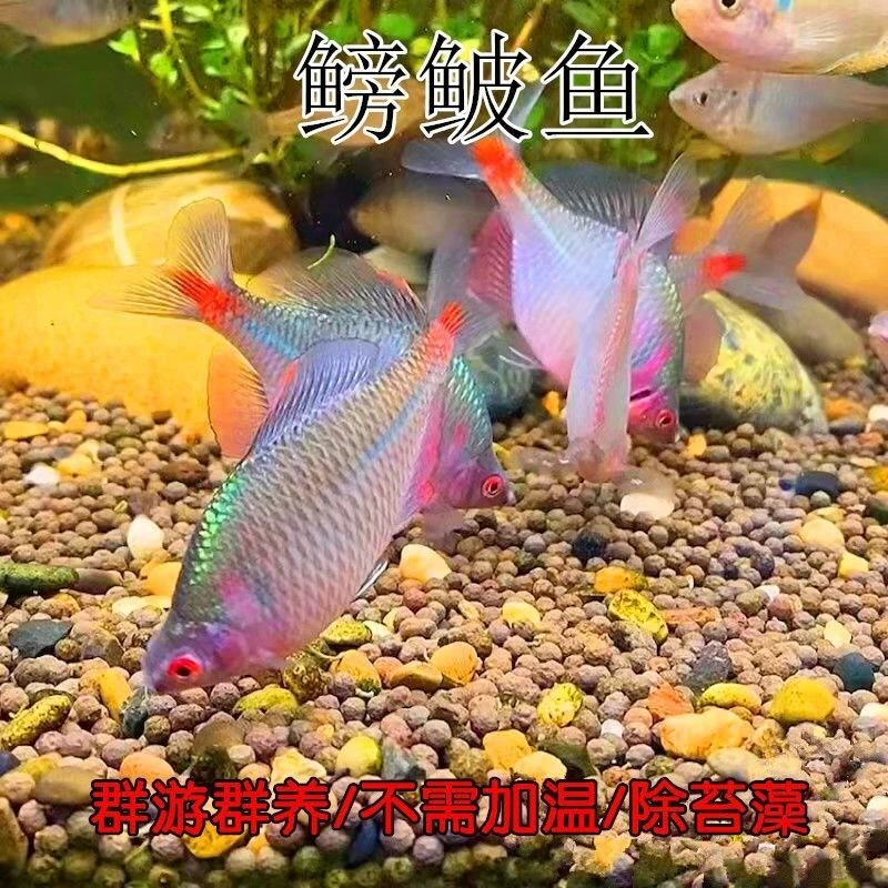 拉圾清理观赏鱼七彩高体鳑鲏鱼冷水不加温适合1-35度群游小鱼