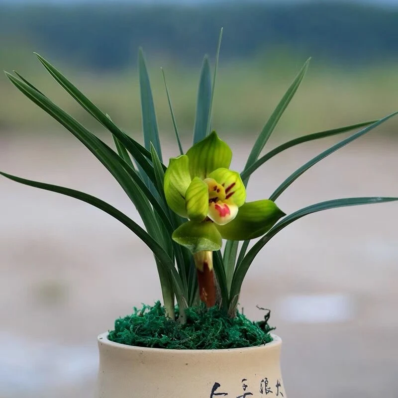 如是精选裸苗（指定品种可联系）精品批发清供兰花盆栽绿植如是兰室