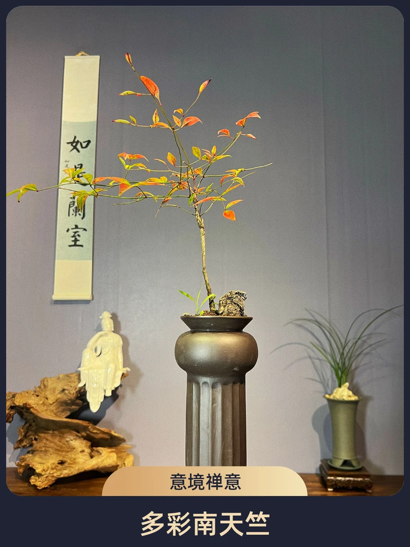 如是精选盆栽火焰南天竹意境禅意茶空间书房画室室内客厅一物一拍