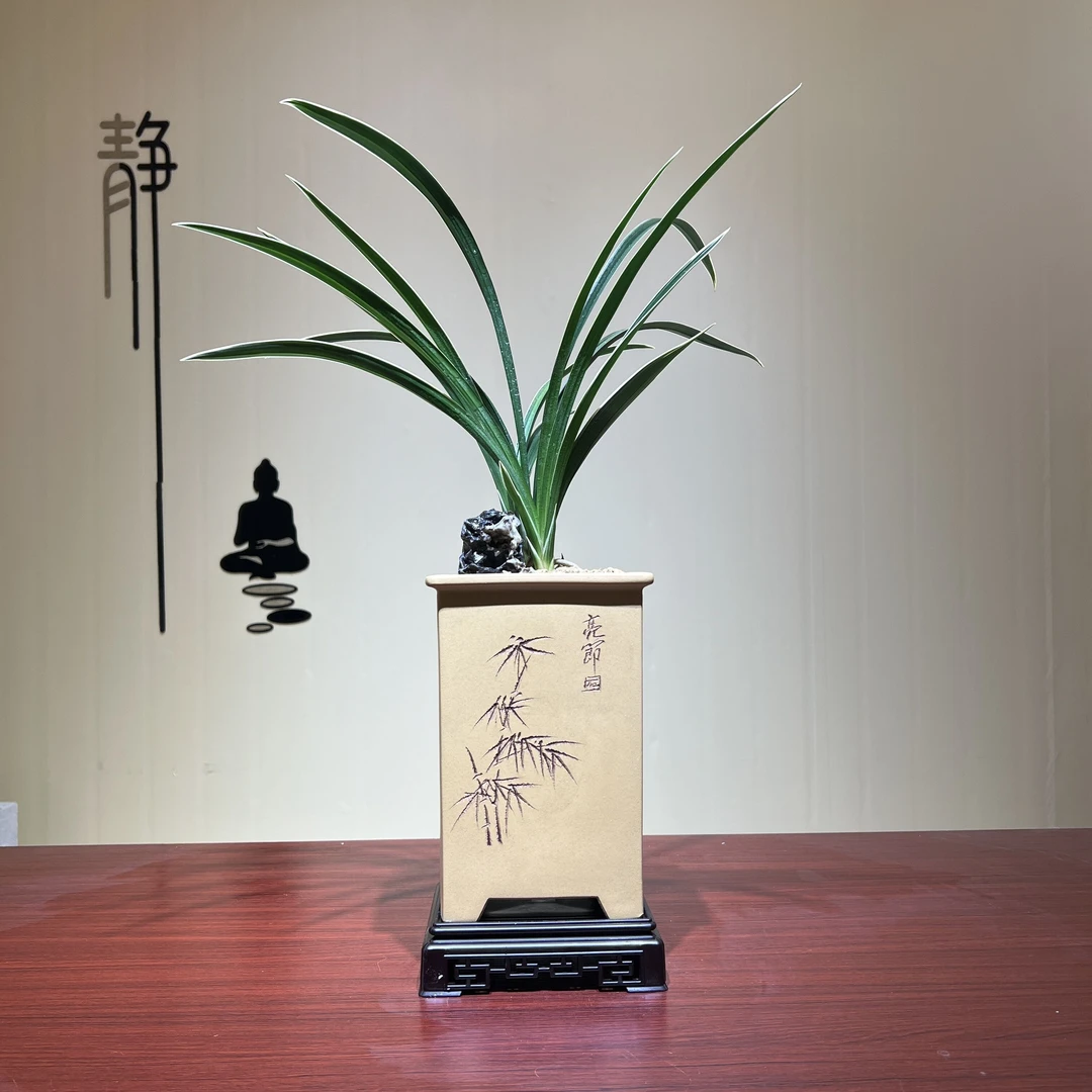 精选【南阳牡丹】金边叶禅意茶桌客厅办公室室内盆栽带花苞兰花植物