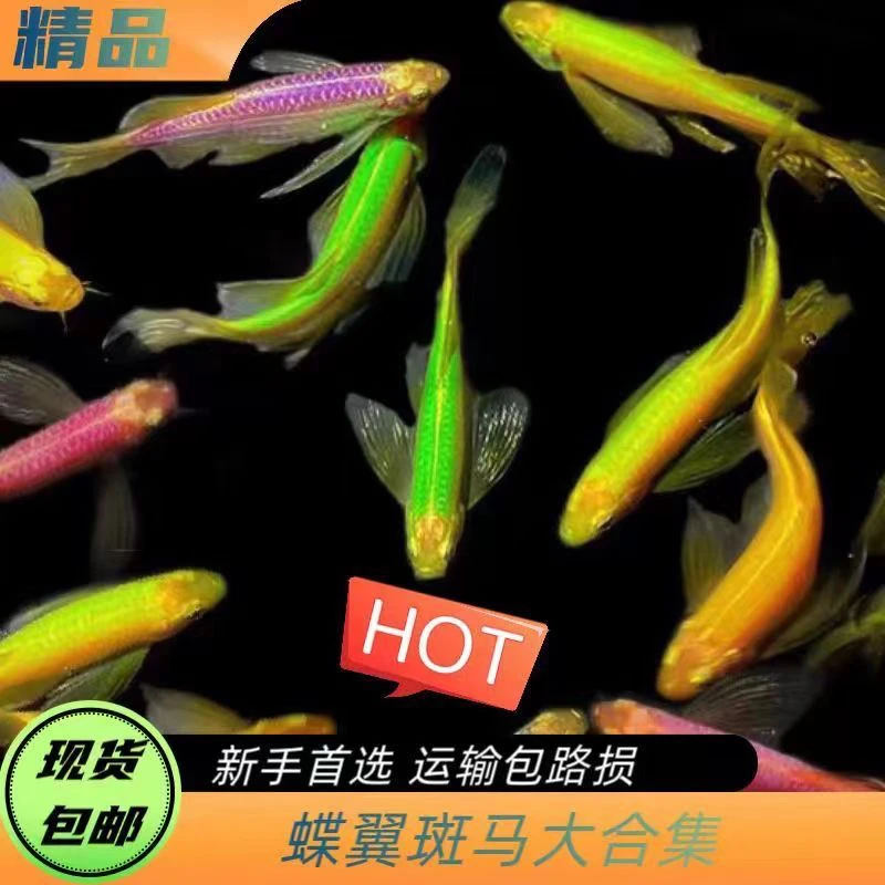 蝶翼斑马鱼红黄蓝绿长尾蝶翼斑马草缸混养小型观赏鱼观背活体养殖