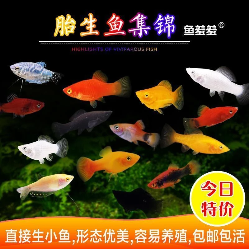 玛丽鱼热带小型观赏鱼冷水鱼淡水鱼免打氧观赏鱼发财鱼新手鱼活体