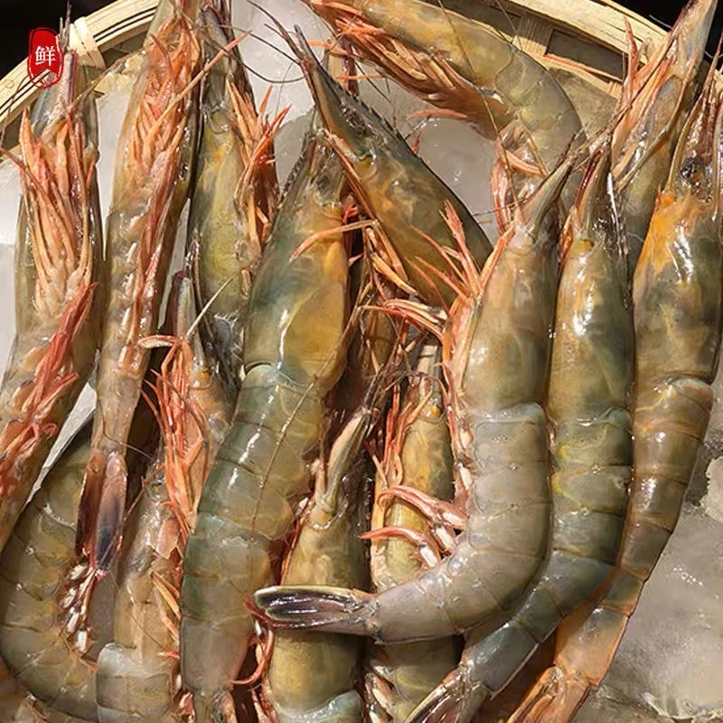 【东海野生大号滑皮虾3斤】深海海捕硬壳虾超低温鲜货冻发