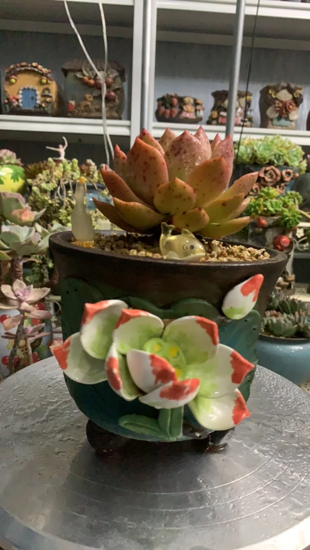 萌淘品牌荷花花盆(带多肉)