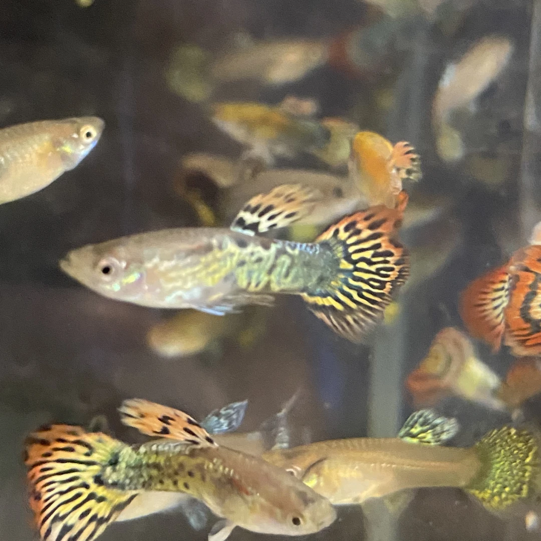 清仓活体孔雀鱼大肚繁殖鱼三个品种随机8送2备损3到4厘米