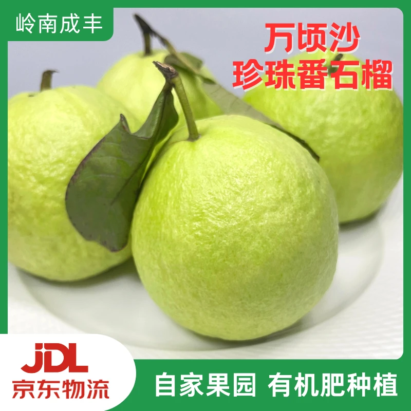 [低糖水果]珍珠番石榴白心芭乐源头果园现摘现发咸淡水交界种植