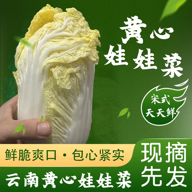 娃娃菜4斤脆嫩营养自种新鲜食用鲜嫩现摘现发天然白菜餐饮商用