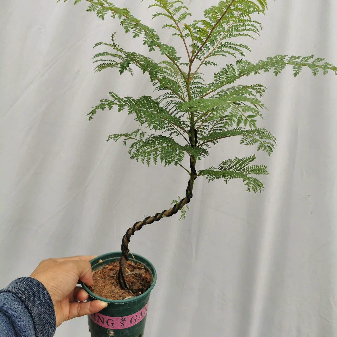 造型蓝花楹盆栽好养室内绿植净化空气美观