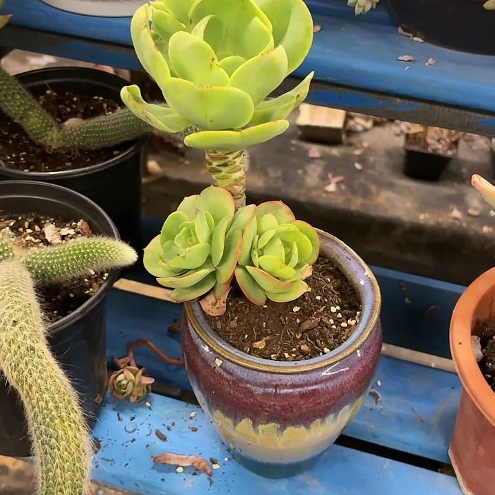 ✨****好鸡蛋碧桃多肉植物