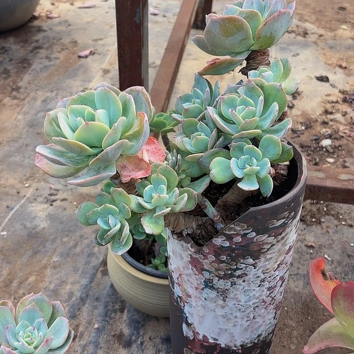 冬***?白凤不售后