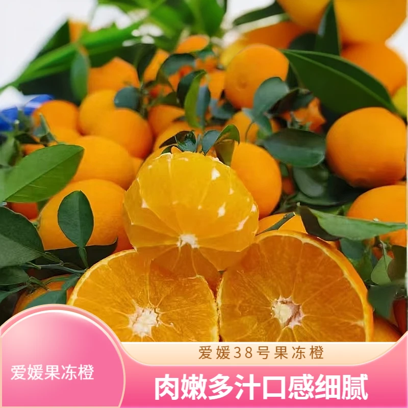 【锦蓉免创联盟】四川爱媛38号果冻橙新鲜应季水果甜蜜多汁采摘发货
