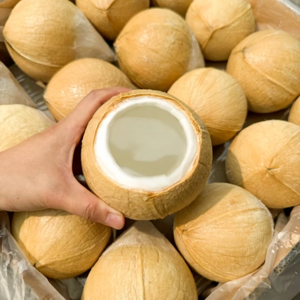 【小老弟甄选】泰国丹嫩沙多椰皇6-9颗装（400-600g/颗） 顺丰包邮