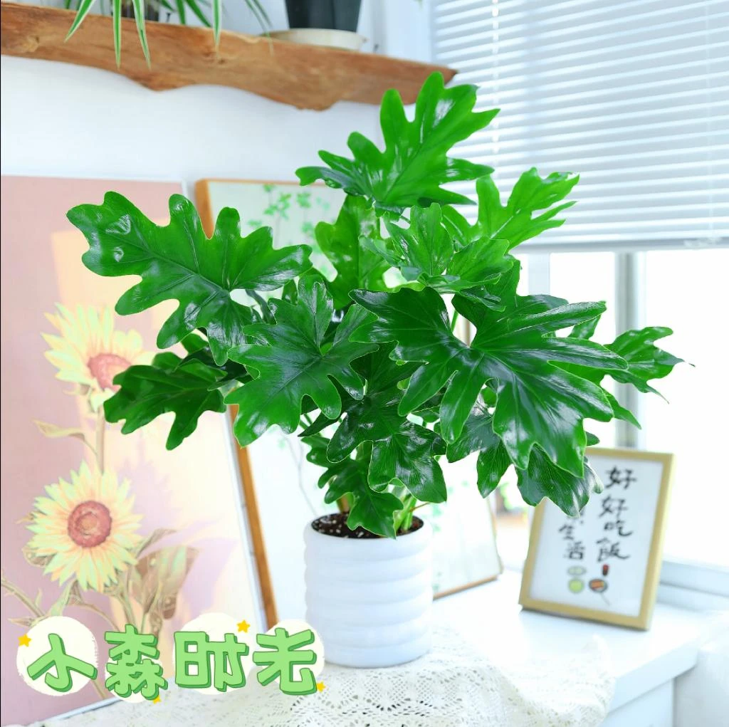 春羽春雨盆栽小天使绿植盆栽大叶室内好养水培绿植花卉