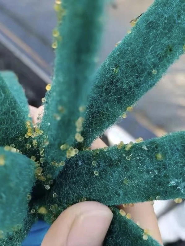 观背青鳉鱼收卵器鱼卵收集鱼苗孵化耐用好清洗