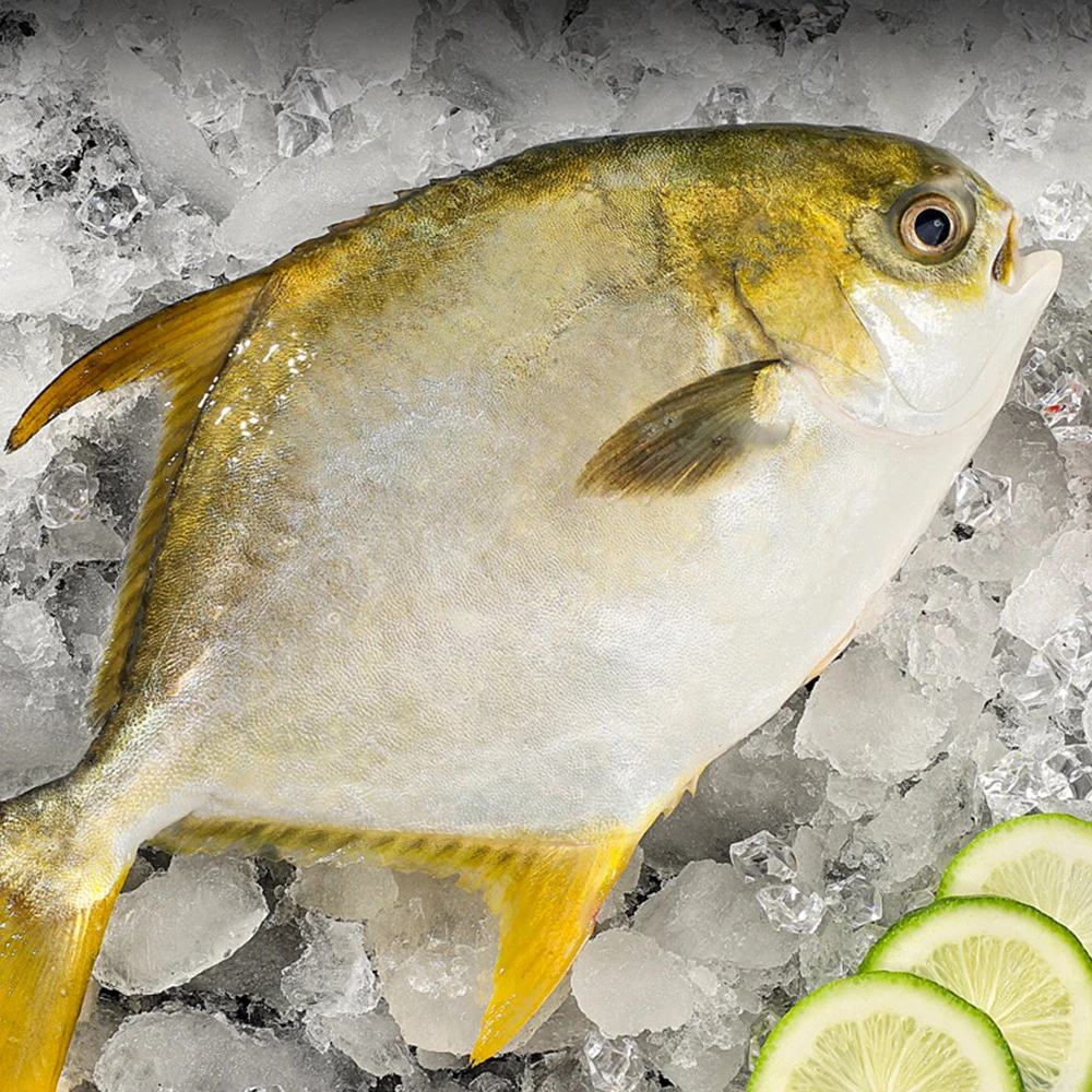 深海金鲳天然鲜活捕捞新鲜低温速冻肉质饱满鲜美美味约1斤/条4条