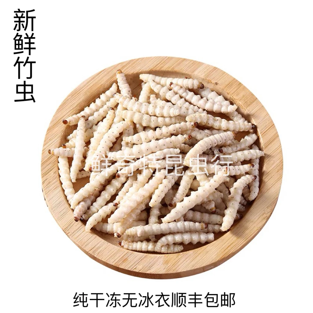 云南特产竹节虫竹1虫竹蛹顺丰包邮当季新货蛋白过敏慎拍