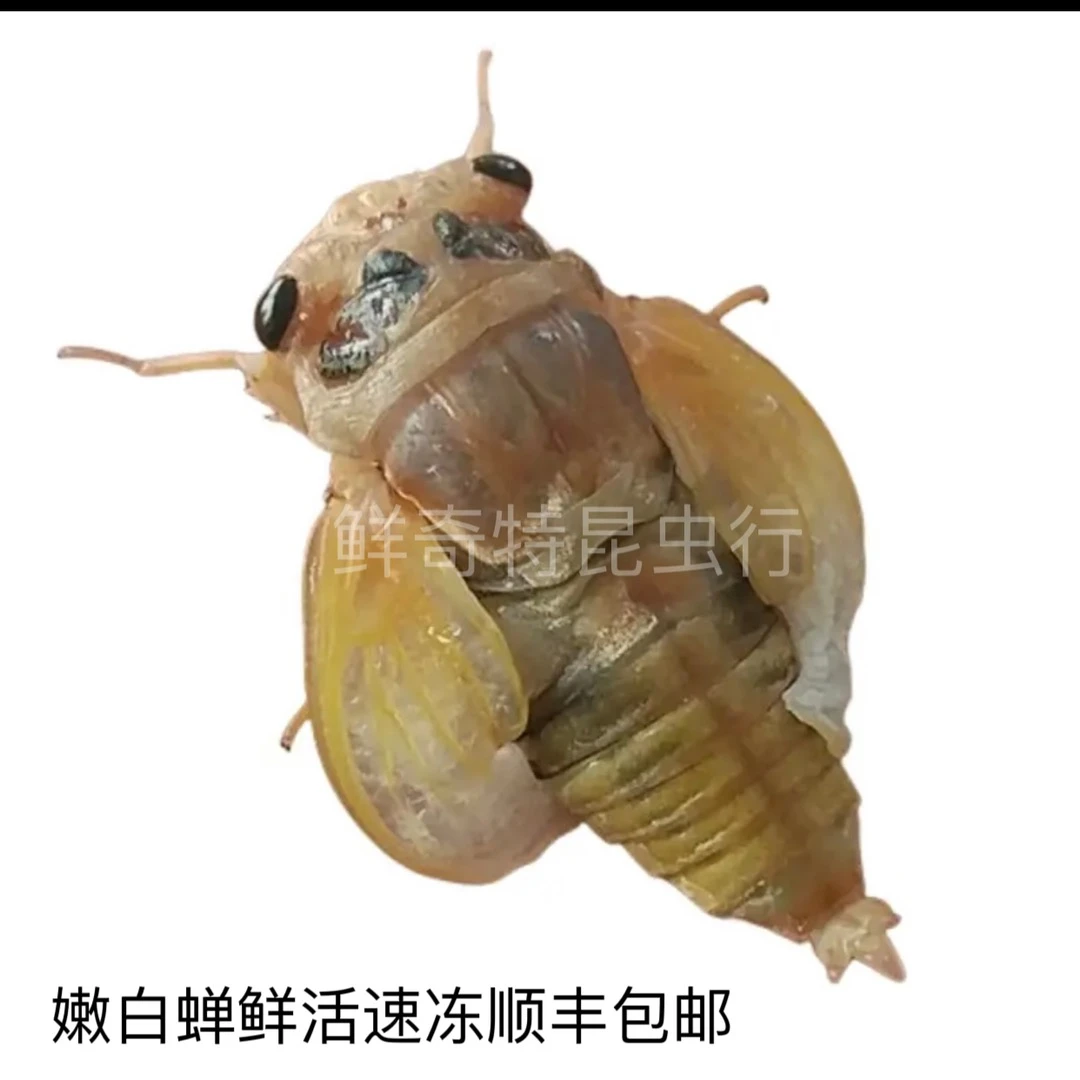 2025新货白知了白蝉当季新货速冻发货顺丰包邮