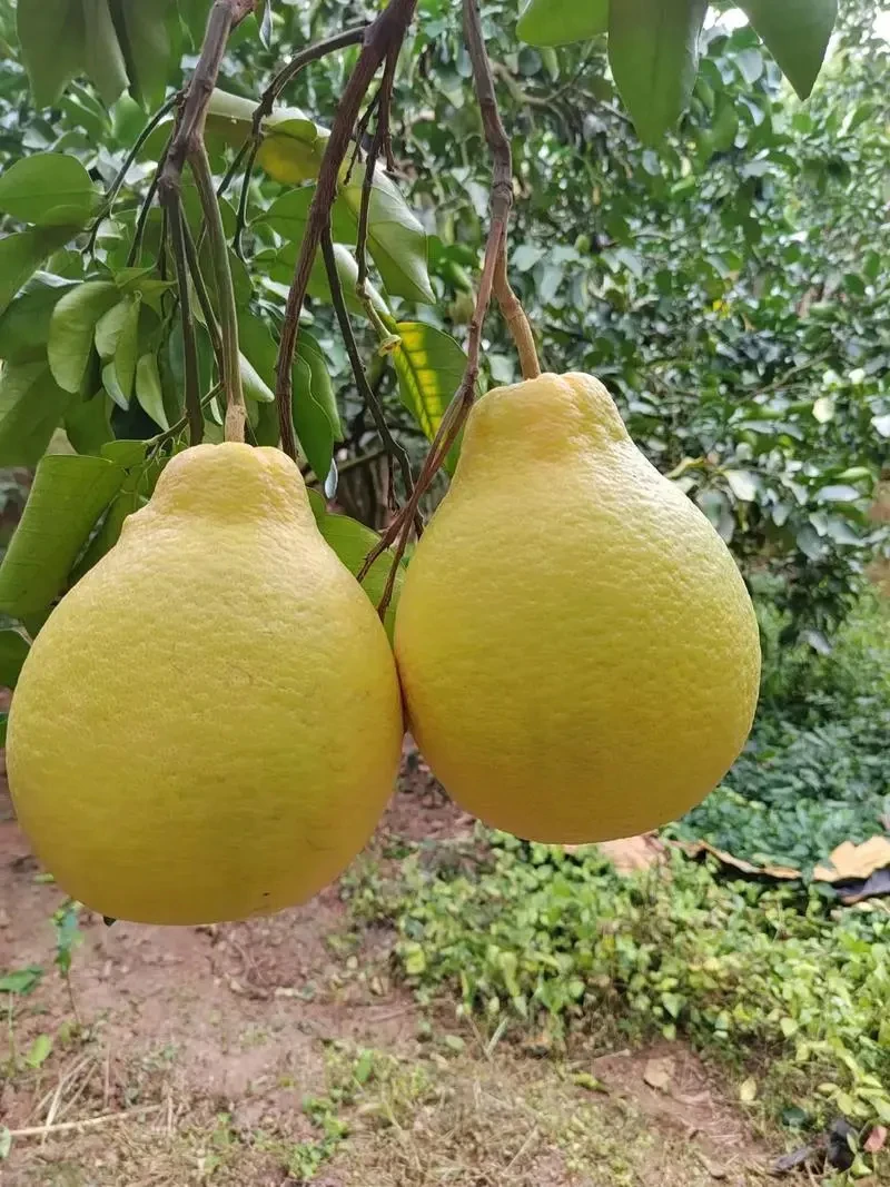 容县沙田柚自良沙田柚纯甜不酸甜脆爽口新鲜应季水果柚子树苗