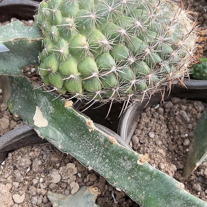 小*带刺仙人球797号