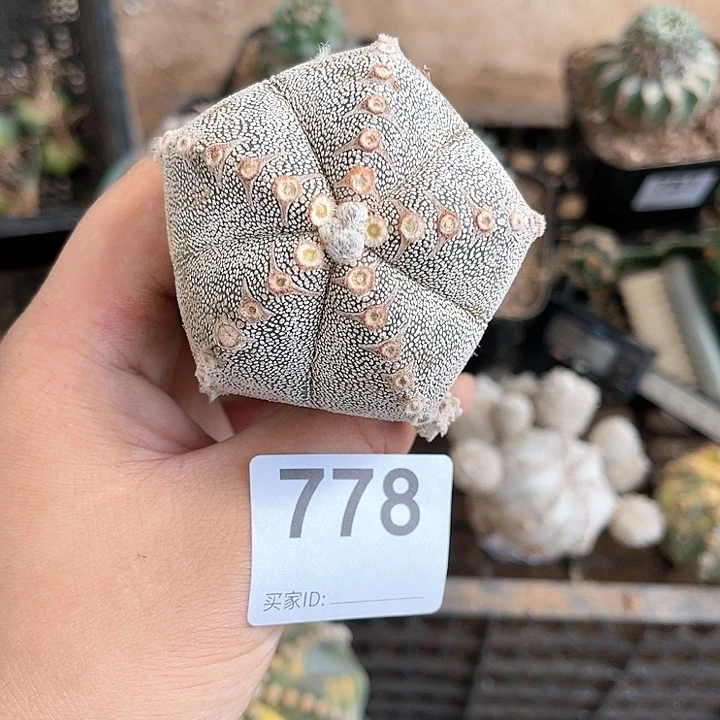 五楞恩冢仙人球778号