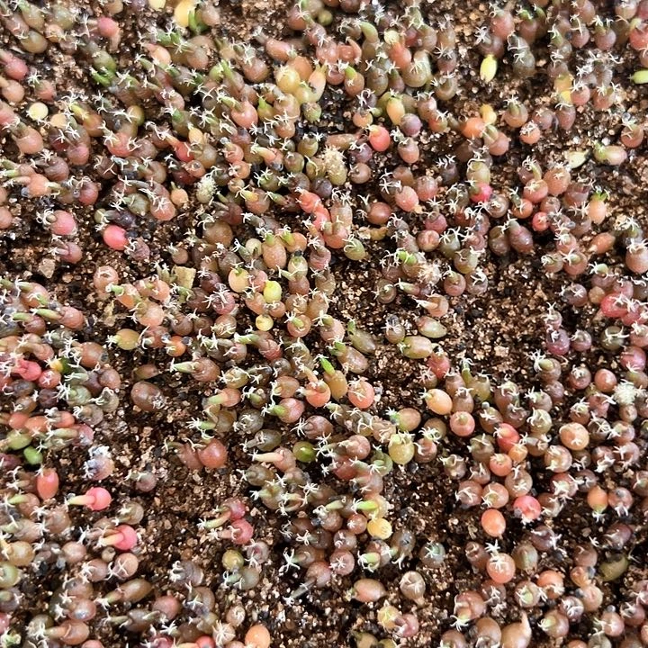 y***y11个木丹小苗子