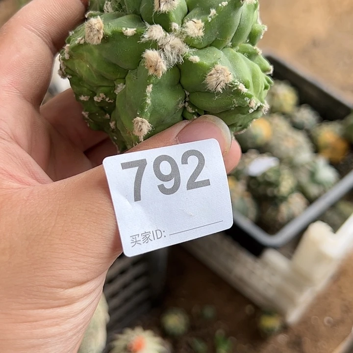 K**K核桃鸾凤玉792号