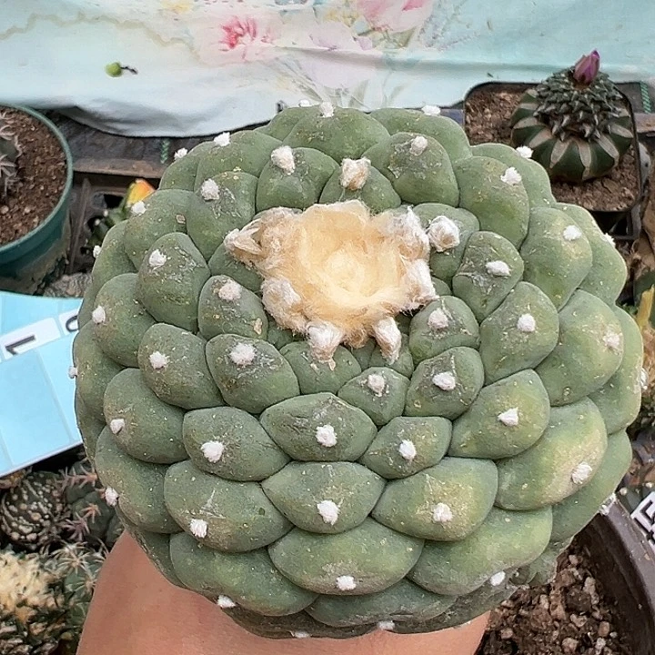 W****n海鲜仙人球仙球园艺