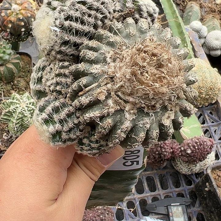 月****?奇特球仙人球805号