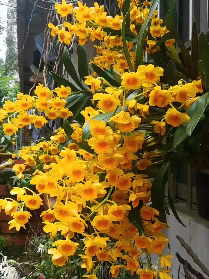 鼓槌石斛花（开花爆花，蜜香味）金黄色野生夏季庭院春季走廊美观