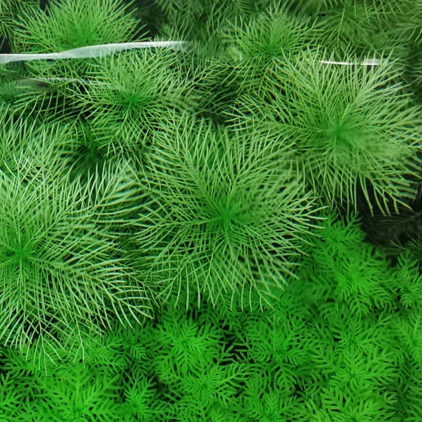 金鱼藻水草淡水水族箱鱼缸造景挂卵繁殖降低氨氮净化水质好养易活