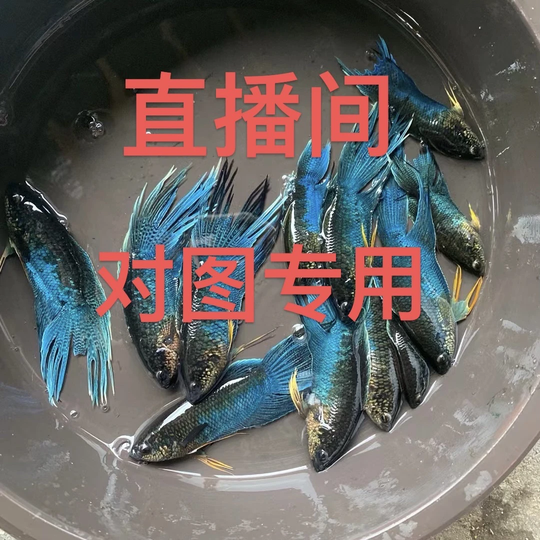 直播间专用一物一拍中国斗鱼无纹蓝冰风暴招财黄金越黑普叉