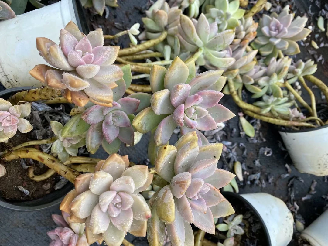淡雪（9.9元包邮）多肉植物