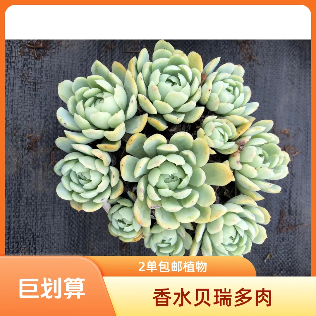 香水贝瑞（2单包邮）多肉植物夏天喜欢种植室内室外