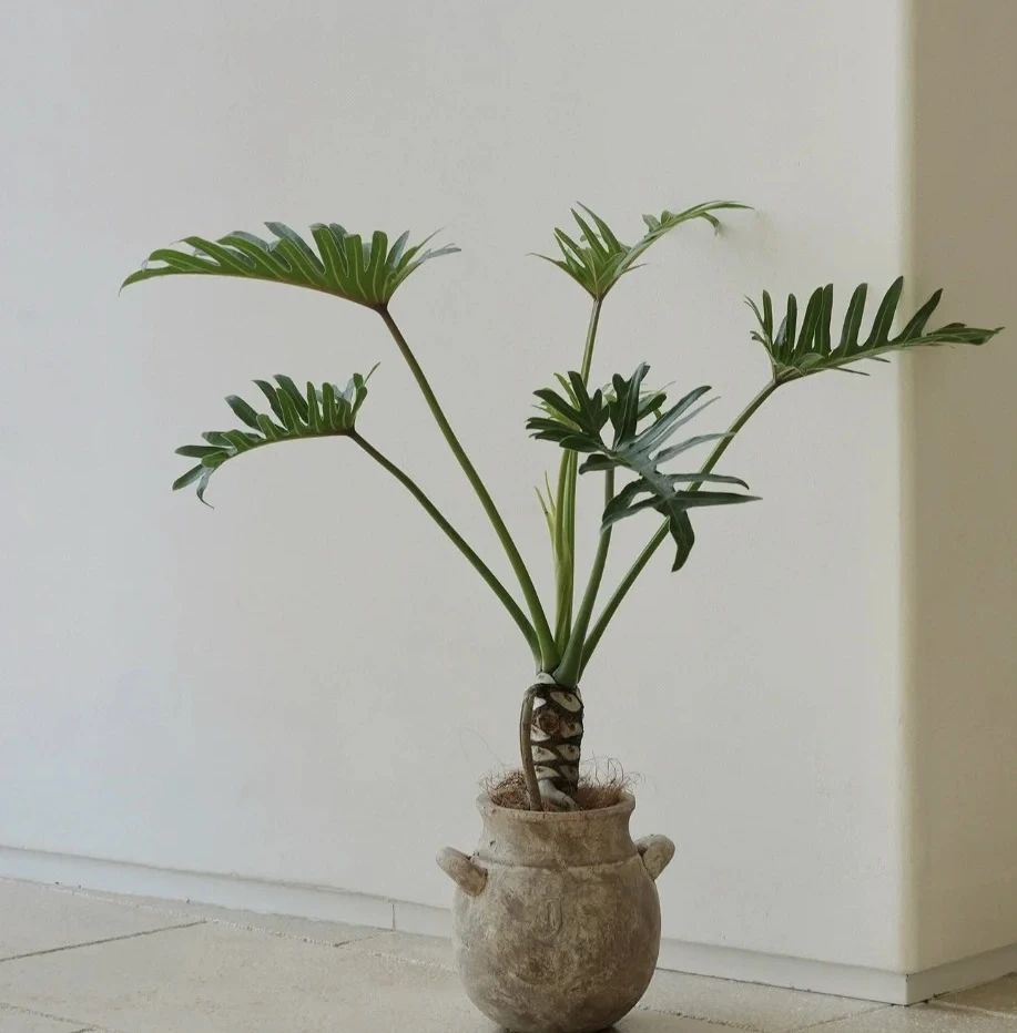 春雨盆栽室内室外阳台庭院客厅办公室种植耐阴易成活净化空气