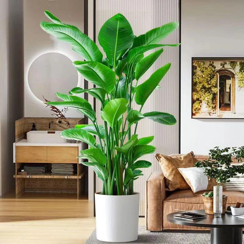 天堂鸟室内盆栽中型客厅绿植花卉大叶植物办公室好养活四季鹤望兰