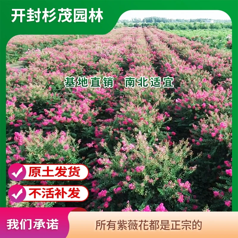 【一物一拍】杉茂园林基地丛生紫薇花树耐寒耐旱高温原土发货带花开