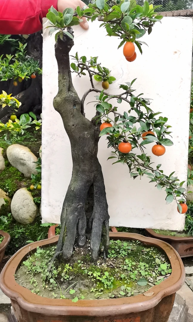 金弹子中国红灌木成品造型壮