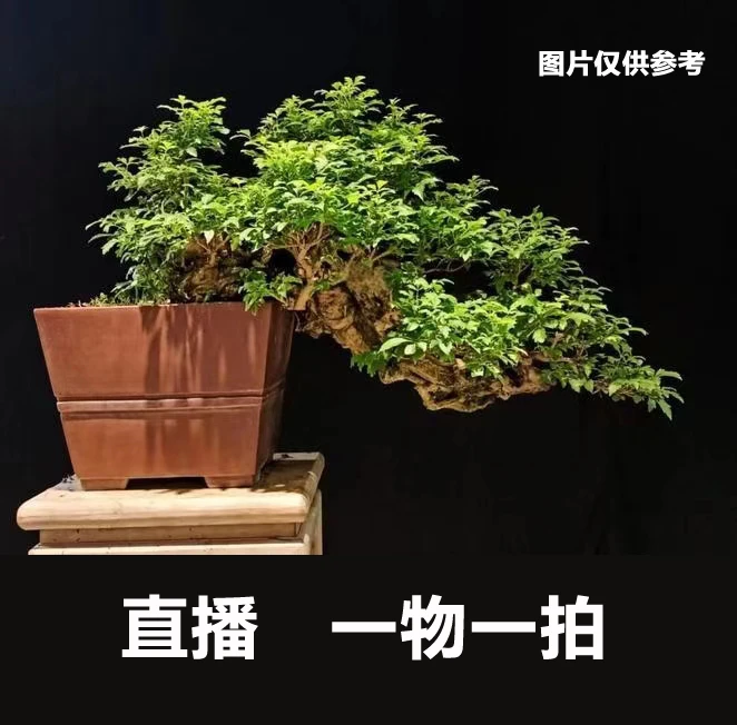 太行黄荆生桩  链接图片仅供参考直播间一物一拍  盆景素材