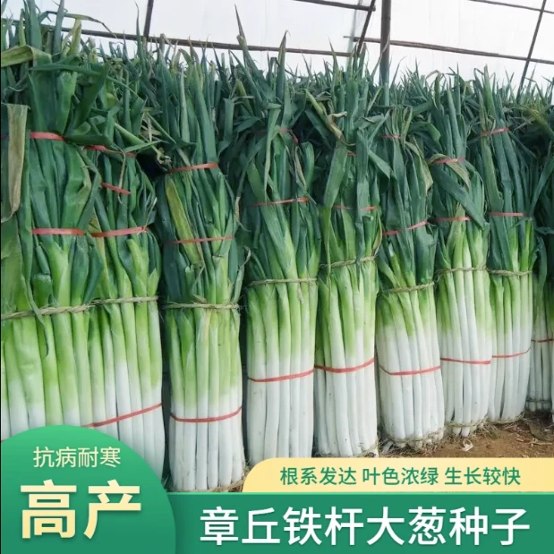 章丘大葱种子蔬菜种子葱种菜种子阳台庭院蔬菜夏季耐热种子简单