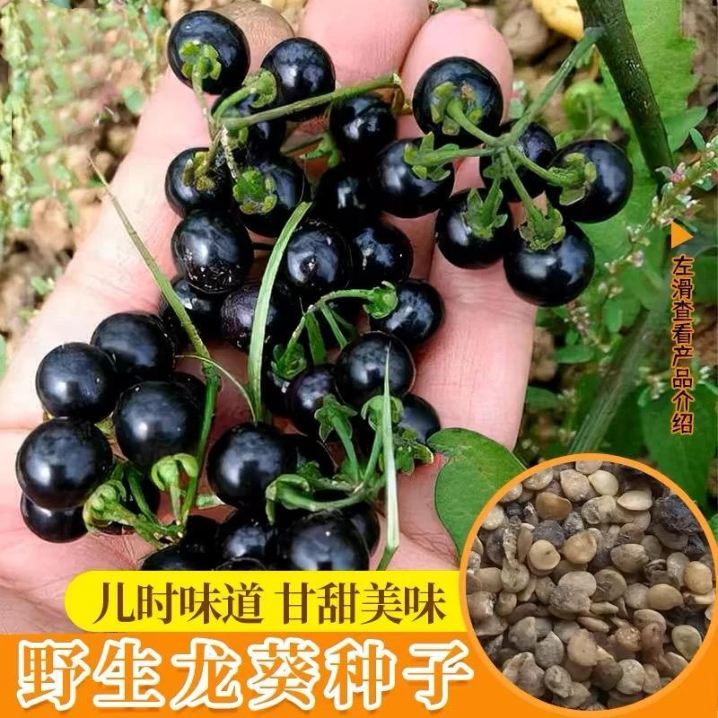 黑色龙葵种子农家黑悠悠黝黝水果四季果苗盆栽黄种籽孑龙葵果