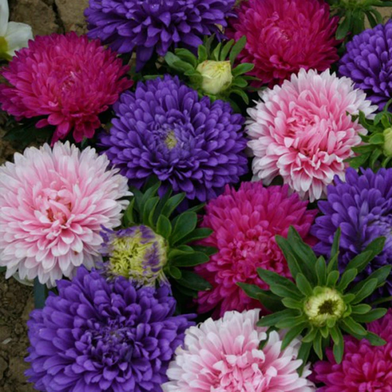 混色彩虹糖果花草种子耐热易种阳台庭院植物夏季耐热简单四季播种