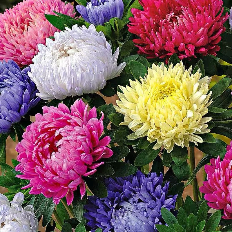 矮翠菊种子大花好养的花种籽庭院花籽易活花种籽四季开花室外花种
